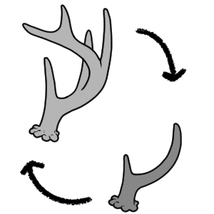 Antler Modification