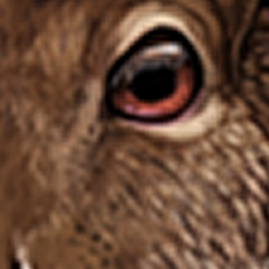 Lapine of Unusual Size