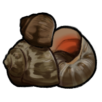 Snail Shells